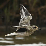 Grey Plover