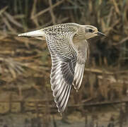 Grey Plover