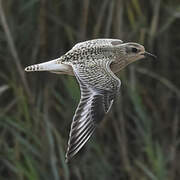 Grey Plover