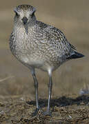 Grey Plover