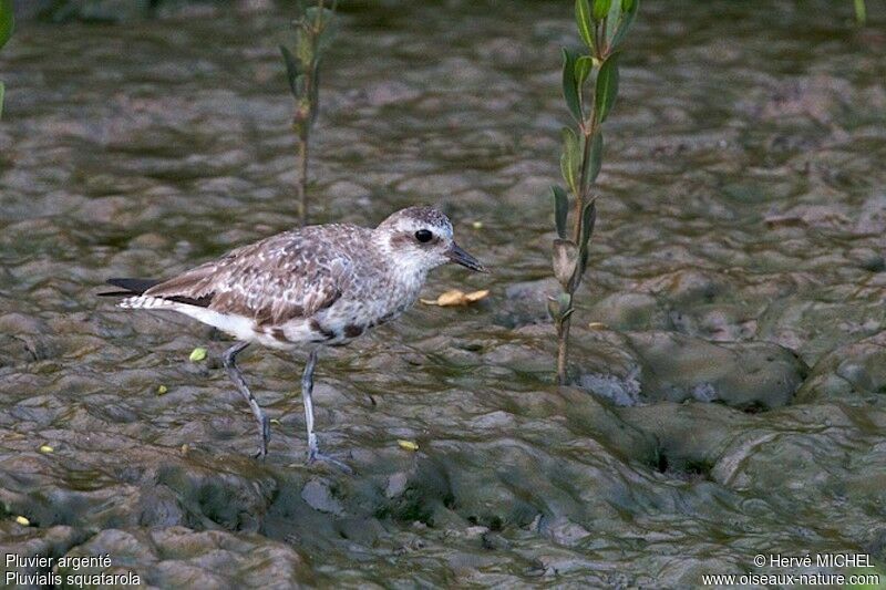 Grey Ploveradult post breeding, identification