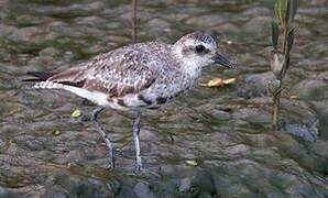 Grey Plover