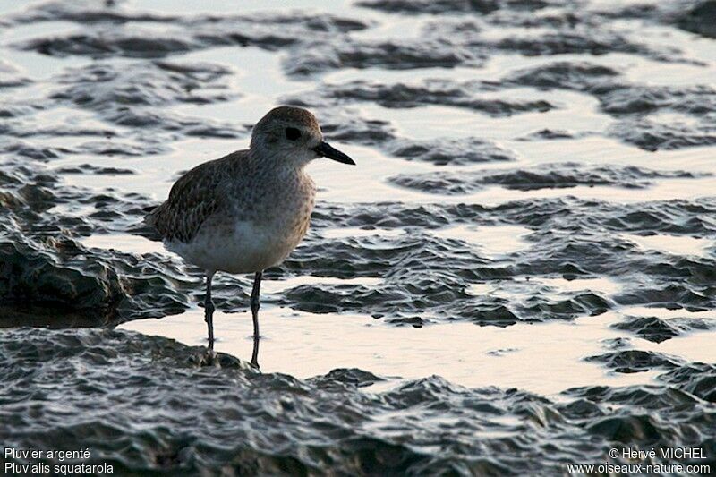 Grey Plover, identification