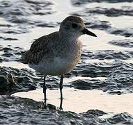 Grey Plover