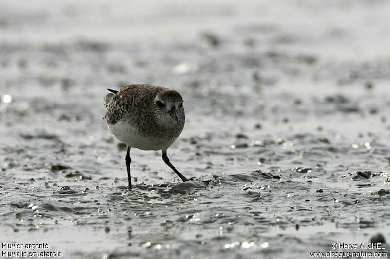 Grey Plover, identification