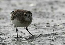 Grey Plover