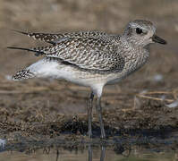 Grey Plover