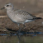 Grey Plover