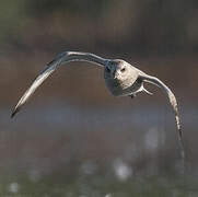 Grey Plover