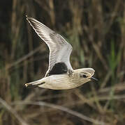 Grey Plover