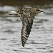 Grey Plover