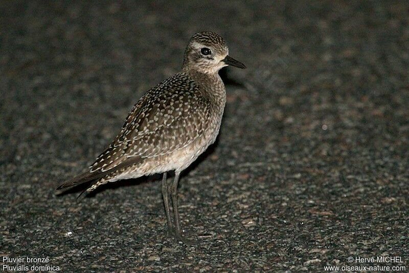 American Golden Plover, identification