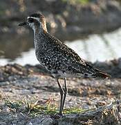 American Golden Plover