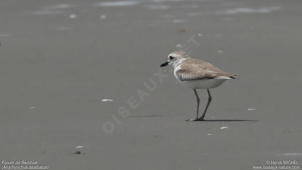 White-faced Plover