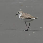 White-faced Plover