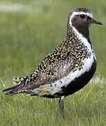 European Golden Plover