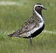 European Golden Plover