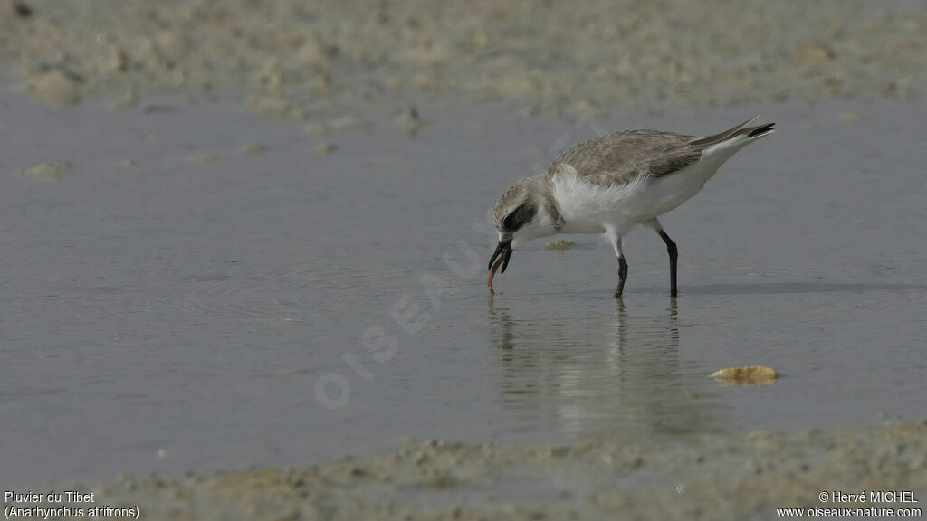 Tibetan Sand Plover, feeding habits, fishing/hunting