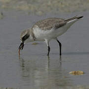 Tibetan Sand Plover