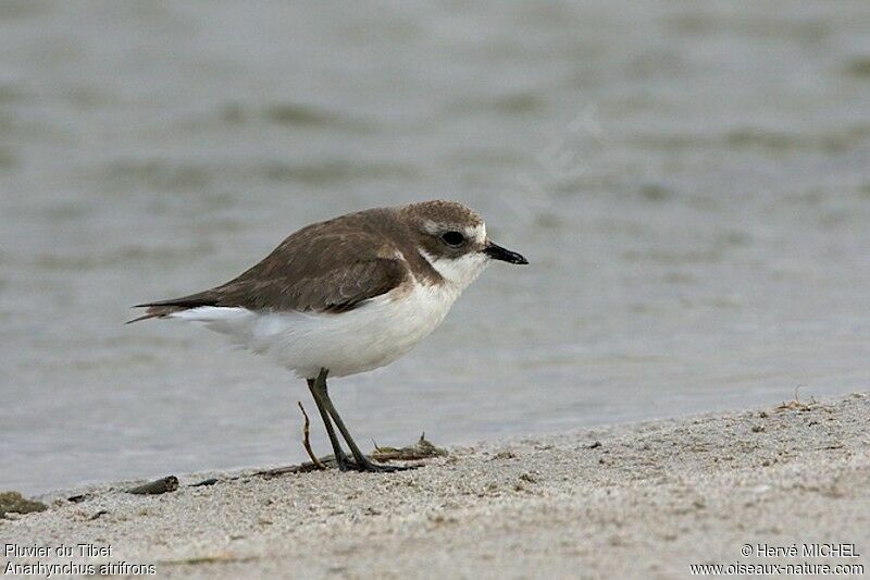 Tibetan Sand Plover, identification