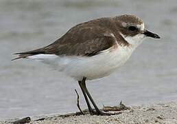 Tibetan Sand Plover