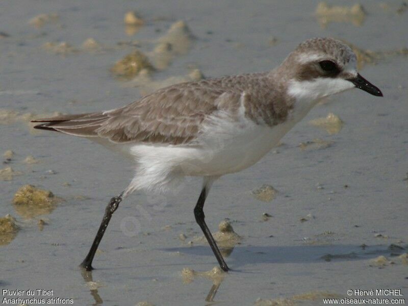 Tibetan Sand Plover, identification