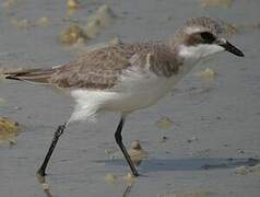 Tibetan Sand Plover