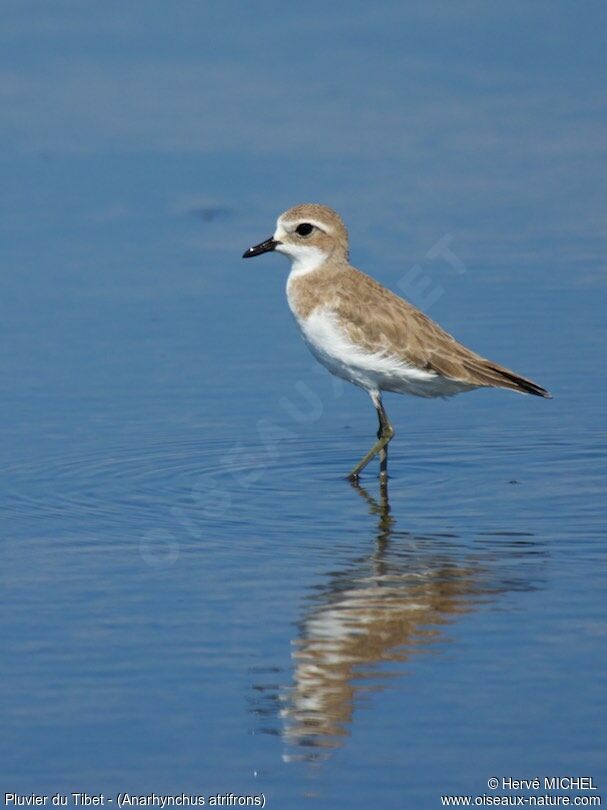 Tibetan Sand Plover