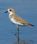 Tibetan Sand Plover