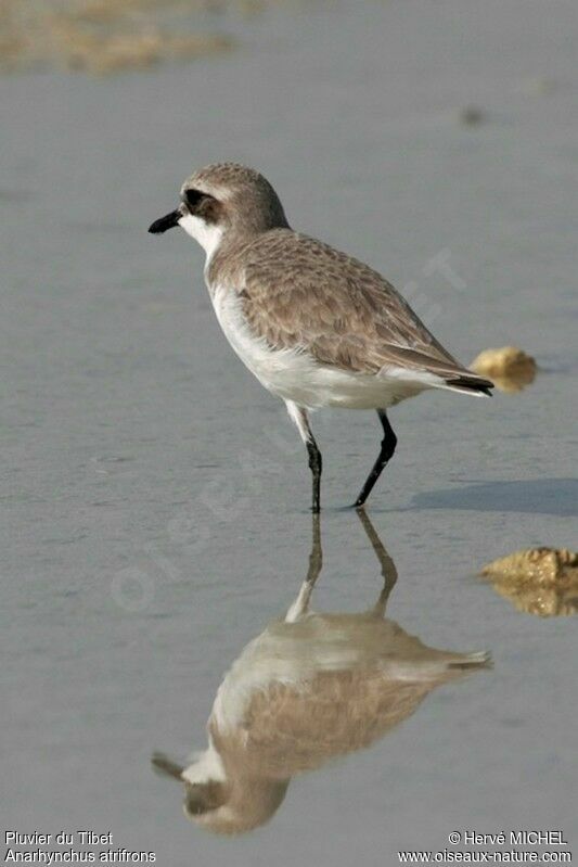 Tibetan Sand Plover, identification