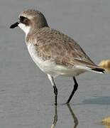 Tibetan Sand Plover