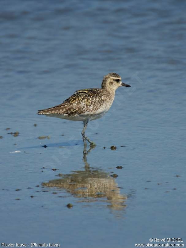 Pacific Golden Plover