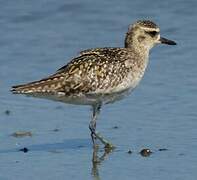 Pacific Golden Plover