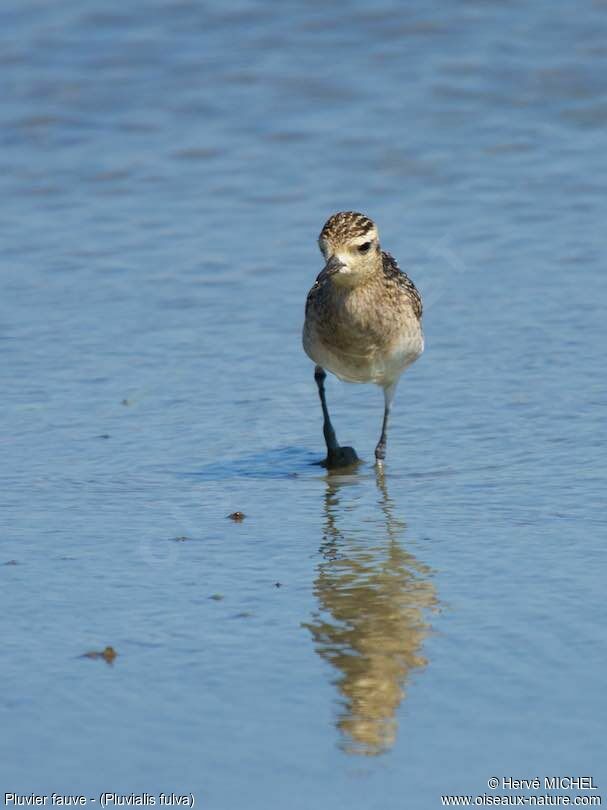 Pacific Golden Plover