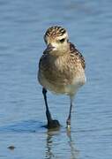 Pacific Golden Plover