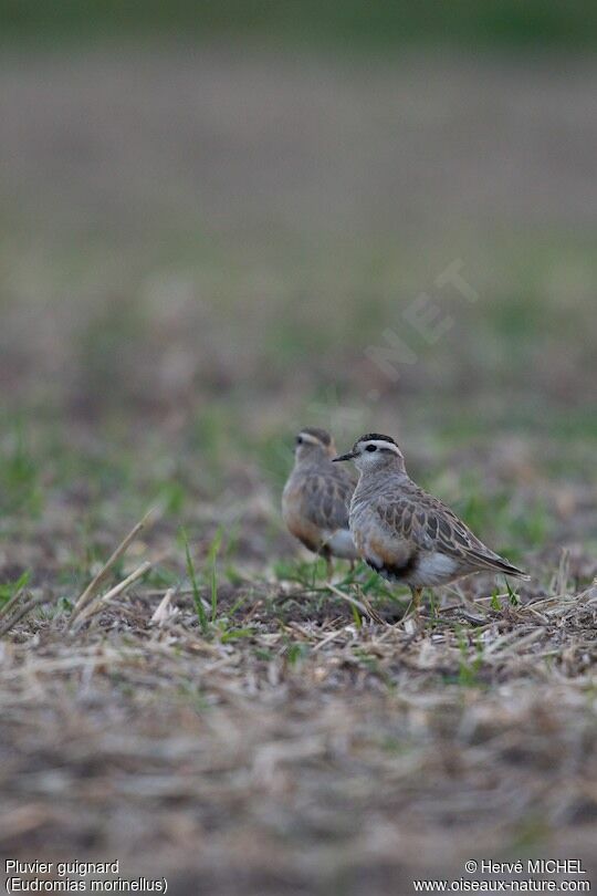 Eurasian Dottereladult