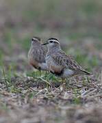 Eurasian Dotterel