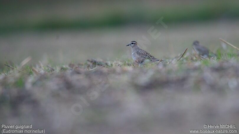 Eurasian Dotterel