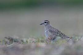 Eurasian Dotterel