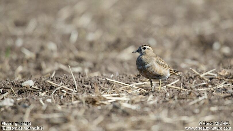 Eurasian Dotterel