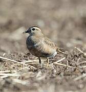 Eurasian Dotterel