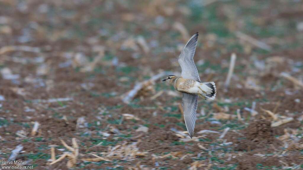 Eurasian Dotterel, pigmentation, Flight