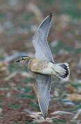 Eurasian Dotterel