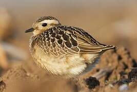 Eurasian Dotterel