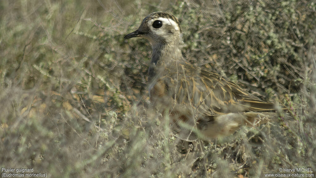 Eurasian Dotterel