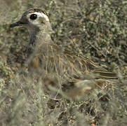 Eurasian Dotterel