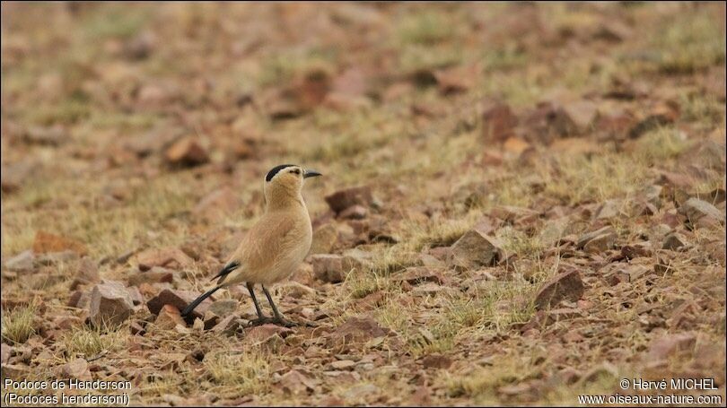 Mongolian Ground Jayadult breeding