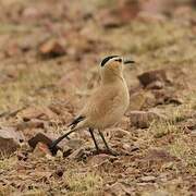 Mongolian Ground Jay