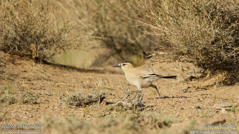 Mongolian Ground Jayadult breeding