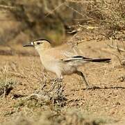 Henderson's Ground Jay